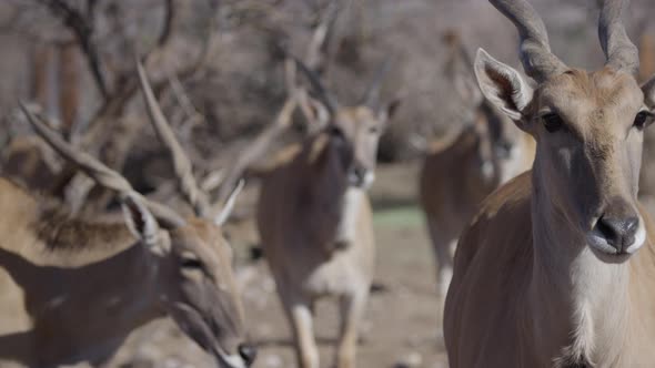 african elan herd in african desert climate