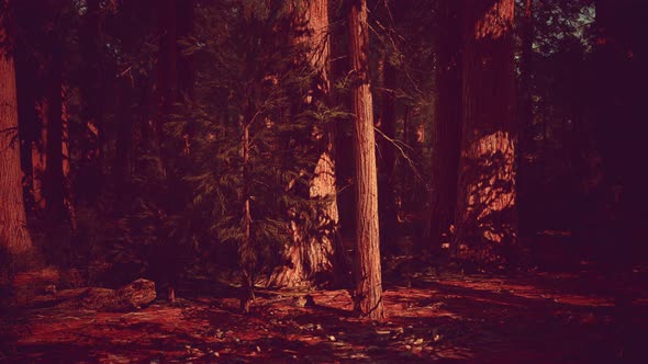 Giant Sequoia Trees Towering Above the Ground in Sequoia National Park