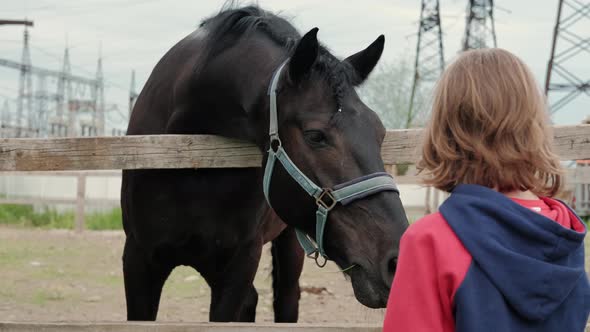 Brown Horse in a Stable in a Stallion's Horse Farm The Child Feeds a Horse with Carrots