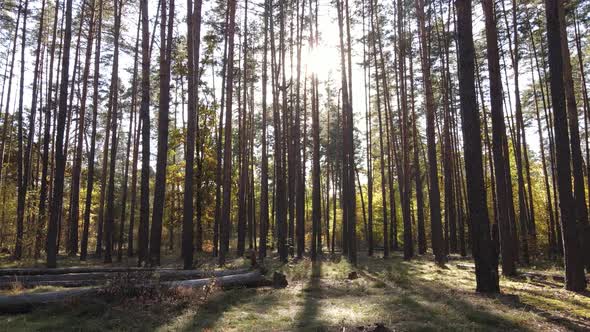 Forest with Trees in the Fall During the Day