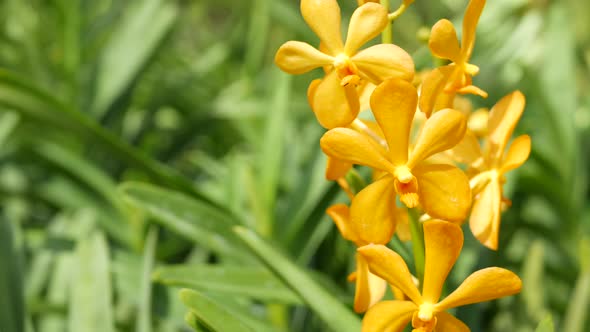 Blurred Macro Close Up, Colorful Tropical Orchid Flower in Spring Garden, Tender Petals Among Sunny