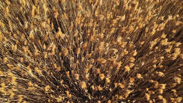 Flying over golden reeds blowing in the wind