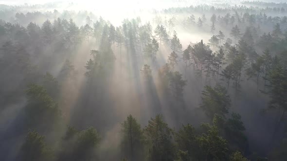 Sunrise in Beautiful Misty Forest. Flying Over Green Trees with Sun Rays Early in the Foggy Morning