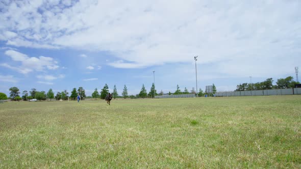 Shepherd dog running in the field
