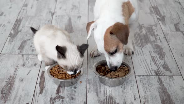 Cute Kitten and Puppy Eating Food From Bowl Together