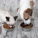 Cute Kitten and Puppy Eating Food From Bowl Together - VideoHive Item for Sale
