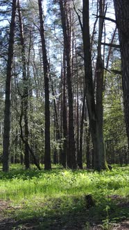 Vertical Video of Green Forest During the Day