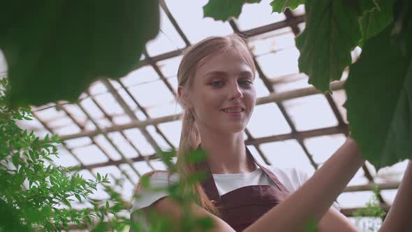 Girl Does Wet Cleaning of Plants and Flowers in the Greenhouse