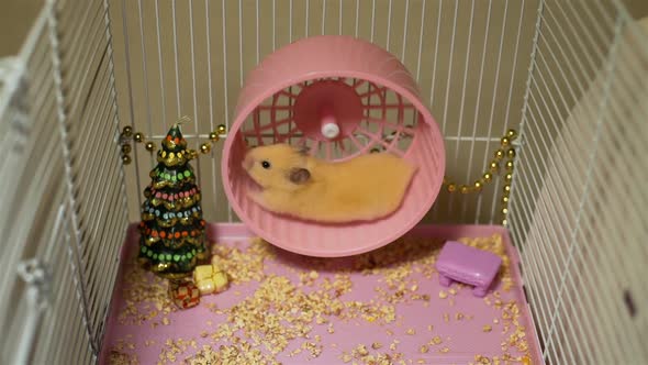 Hamster Running on Wheel Near Christmas Tree