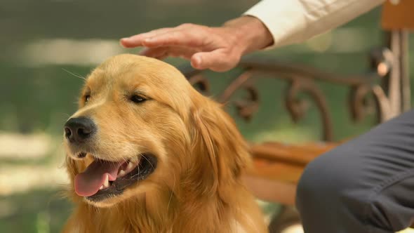 Old Man Stroking His Dog Resting on Bench in Park, Best Friends, Assistance