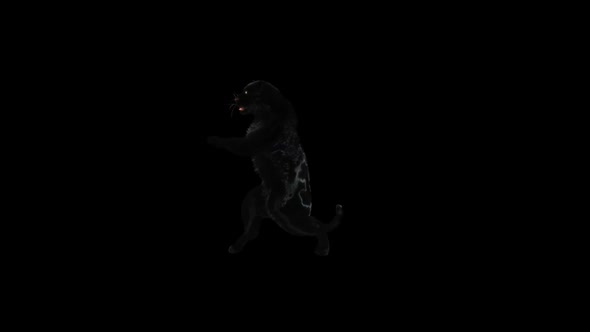 Panther Dancing HD