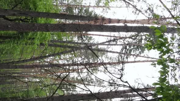 Vertical Video of a Forest with Pine Trees