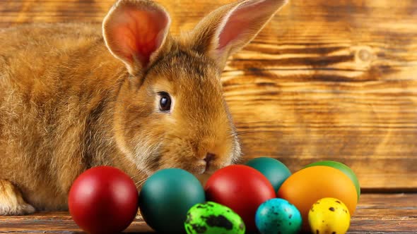 Curious Little Fluffy Brown Bunny Sits on a Wooden Background with Multicolored Painted Easter Eggs