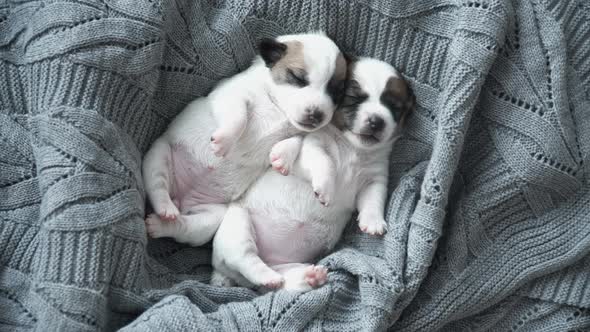 Newborn Puppy Sleeping on Knitted Plaid