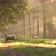 Sheep walking and grazing on a early morning in a forest - VideoHive Item for Sale