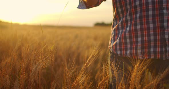 Close-up of a Man an Elderly Farmer Touching Wheat Spikelets or Tassels at Sunset in a Field in Slow