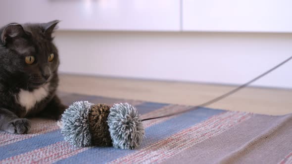 A Smoothhaired Gray Cat with a White Breast Looks with Wide Open Eyes at the Movement of a Fur Toy