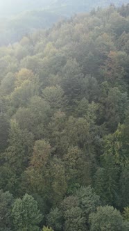 Aerial View of Trees in the Forest