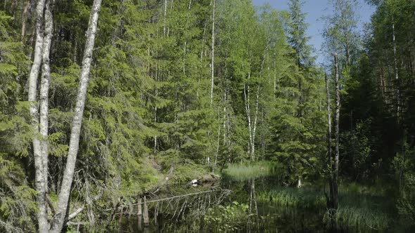 Drone shot over the water surface of calm river in the woods. Flying forward.