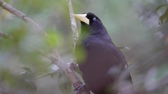 A wild crested oropendola, psarocolius decumanus spotted perched on tree branch, alerting and observ