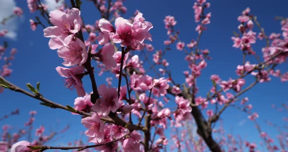 Peach trees blooming during the spring season, Provence, southern France