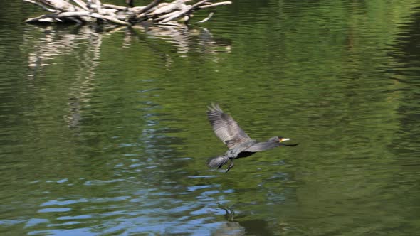 The great cormorant (Phalacrocorax carbo) or black shag landing on the water