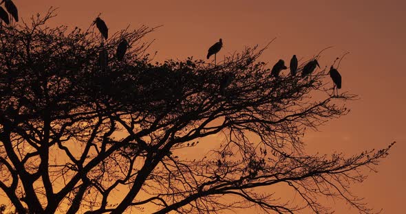 A silhouette golden African sunset with birds and acacia tree. Africa.