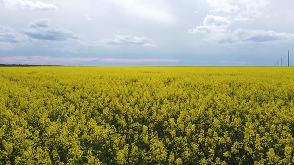 Rapeseed Field