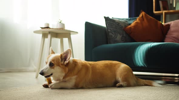 Corgi Eating Bone on Floor Closeup