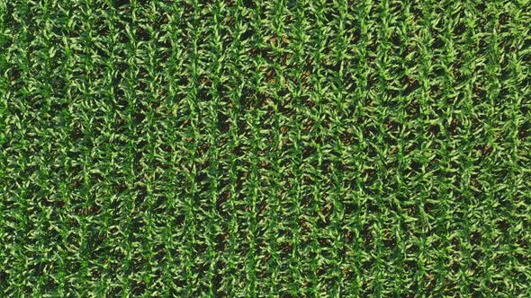 Corn Field, Aerial Over the Rows of Corn Stalks, Excellent Growth, Ripening of the Corn Field.