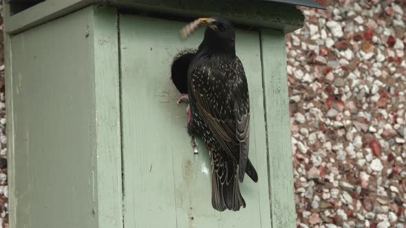 European starling entering nest box with grub then looking out of the hole