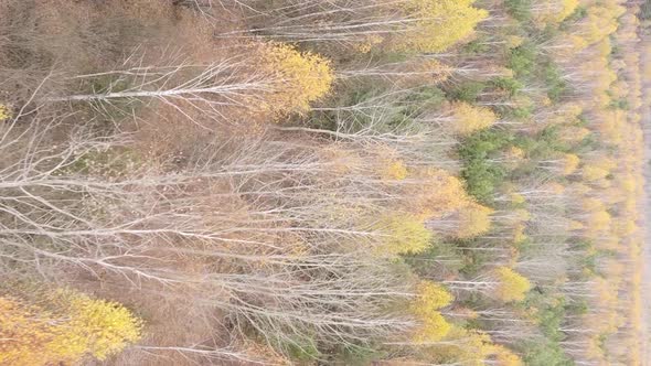 Vertical Video of an Autumn Forest During the Day in Ukraine