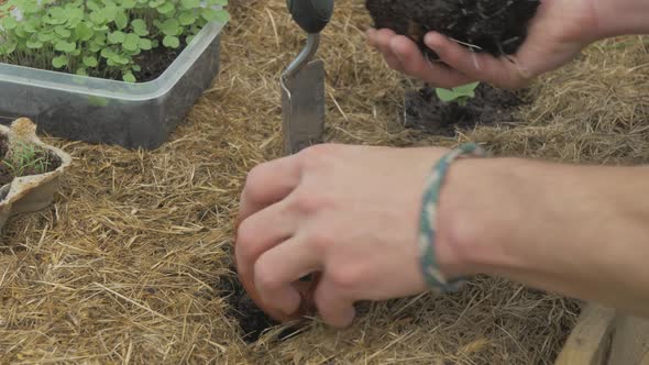 Transplanting young courgette plant into raised garden bed