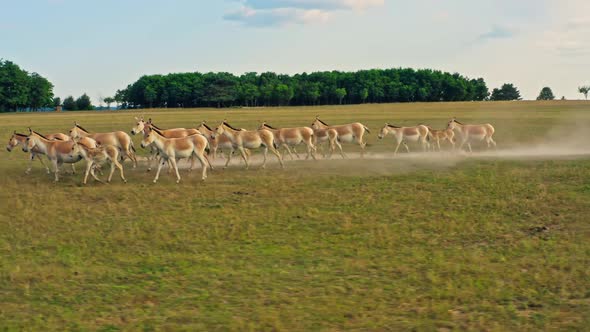 Deer Wild Animal Horse Nature Wildlife Green Roe Crowd Run