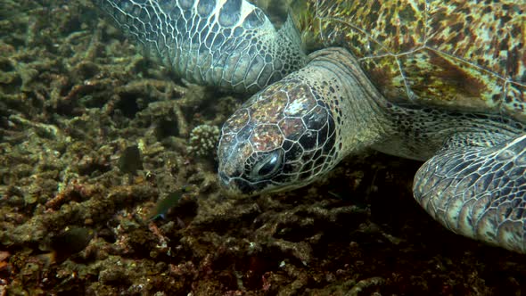 Close Up of Huge Female Old Big Sea Turtle Swimming in Deep Blue Ocean Among Coral Reef Feeding on