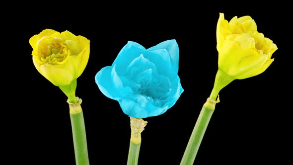 Bouquet of Yellow and Blue Daffodils