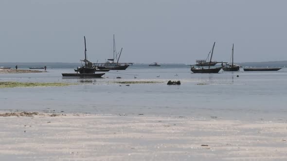 Lot of Wooden African Fishing Boat Stranded in Sand on Beach Low Tide Zanzibar