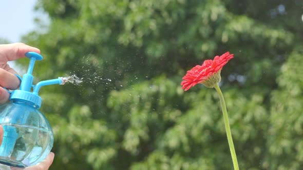 Asian Woman Watering Red Flower On Summer Day