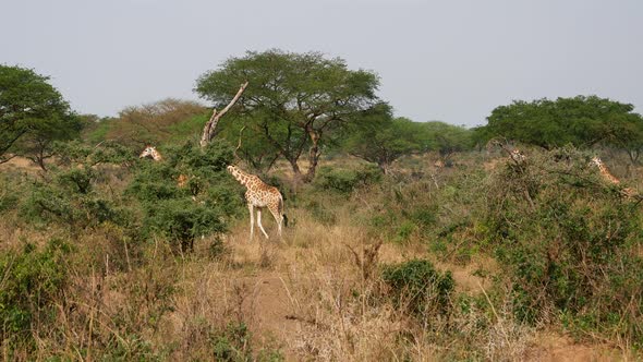 Herd Of Giraffes Walks Through Bushes Of Savannah Among The Acacias