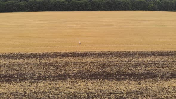 Aerial drone view of white storks feeding on plowed by tractor agricultural field.