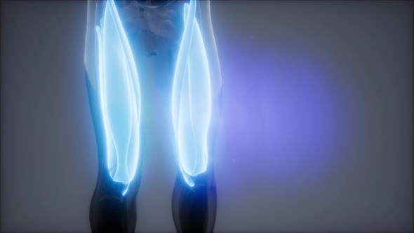 Thigh Muscles - Visible Muscle Anatomy Map alt