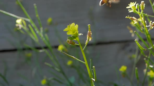 Isolated Australian honey bee collecting pollen from a small yellow flower. Legs full of pollen. SLO