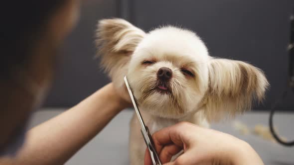 The Groomer Cuts the White Dog with Scissors