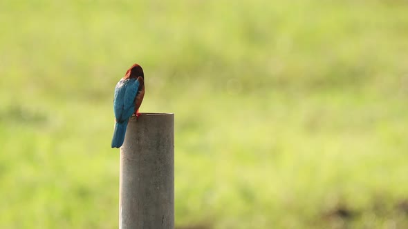 Goa, India. White-throated Kingfisher Sitting On Pillar On Blurred Green Background