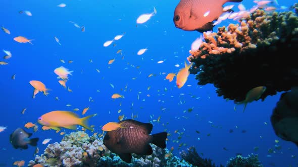 Red Sea Reef