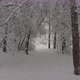 Flying through trees in a beautiful snowy forest. Aerial 4K - VideoHive Item for Sale