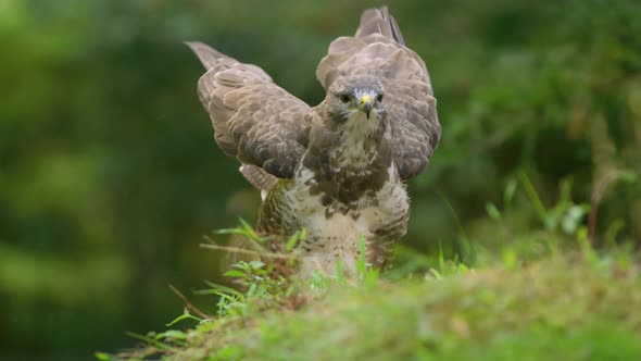 Curious behaviour of common buzzard rocking its body and lifting wings