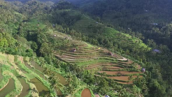 Aerial Above Rice Terraces