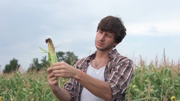 An agronomist in a corn field inspects the corn crop. Agriculture.