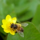 Bee Collects Nectar on Blossom Yellow Flowe - VideoHive Item for Sale